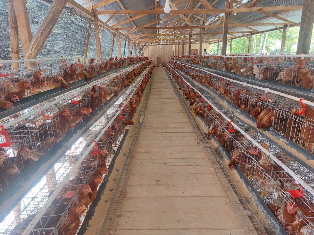 hen farming