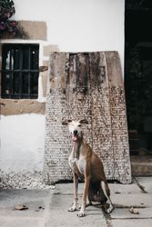 Funny dog near shabby building on street