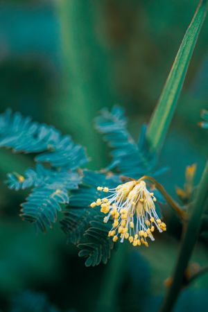 the delicate beauty of the Mimosa pudica flower, commonly known as putri malu