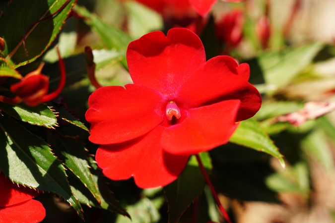 Bright red flowers on green bush in garden