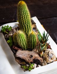 Perle Von Nurnberg plant