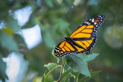 Monarch Butterfly Resting on Green Foliage.