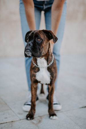 Playful cute dog standing with human support