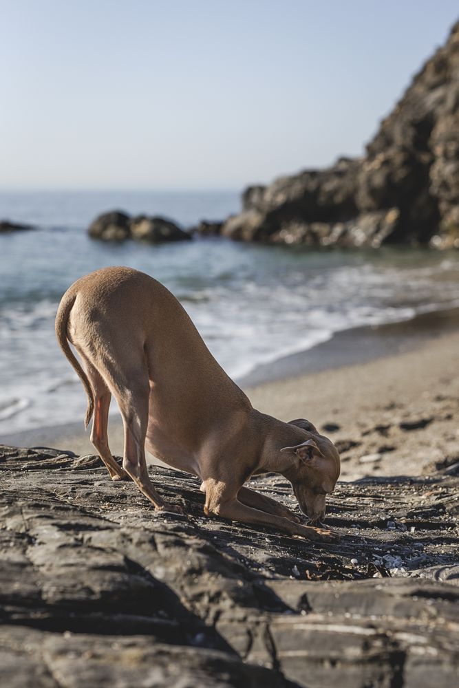 Little italian greyhound dog in the beach playing with sand