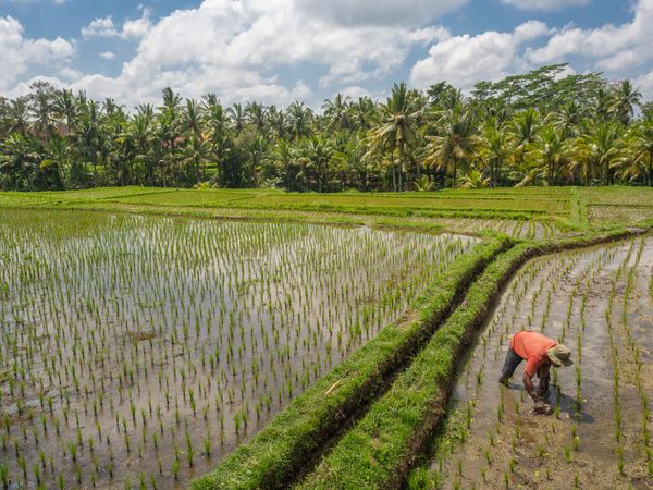 Bali, Indonesia - August, 15 2015: Anonymous peasant planting rice