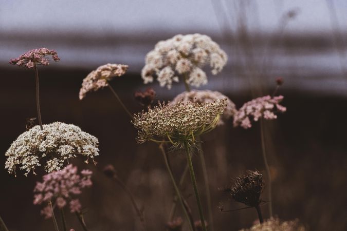 Clusters of queen Anne’s lace flowers growing in field