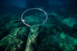 Toroidal bubble near coral reefs under ocean water