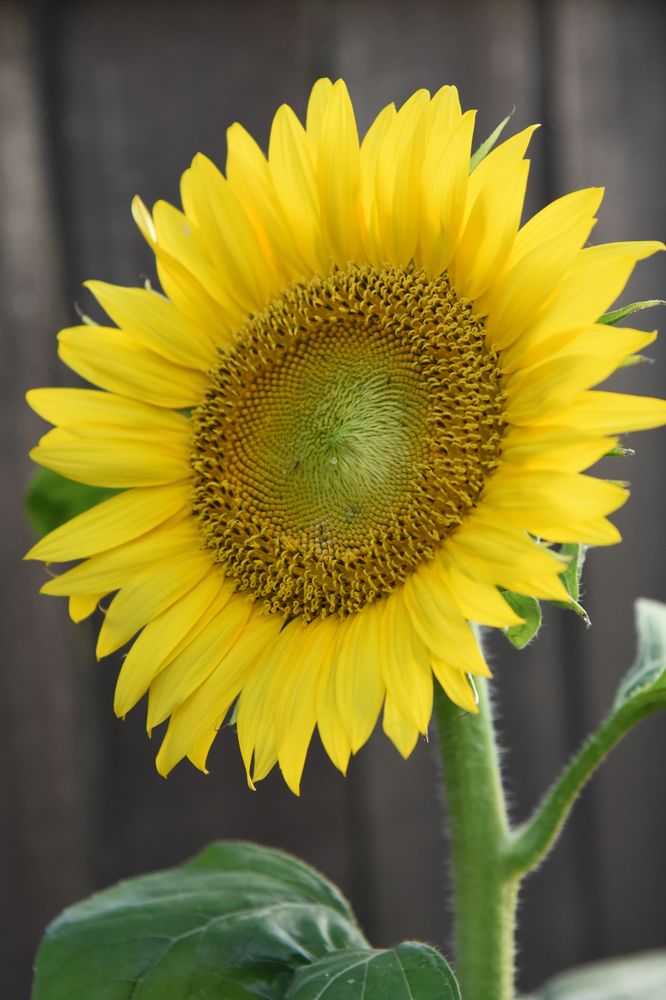 a large yellow sunflower