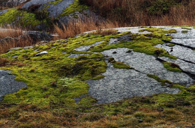 Mountain boulder covered with moss and dried grass