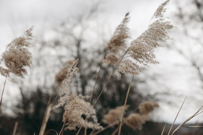 Brown dry ears of grass, reed over blurred grey sky, dark tree branches