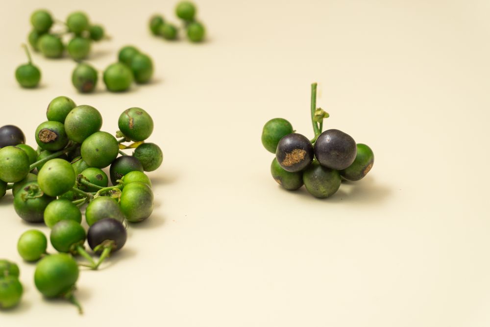 Fresh leunca (Solanum nigrum) berries