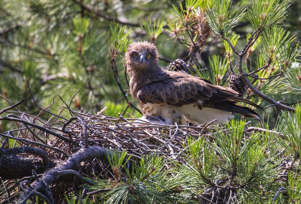 eagle near newborn bird in nest