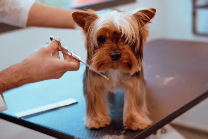 Crop groomer trimming fur of little dog