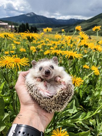 Person holding hedgehog beside yellow flower field