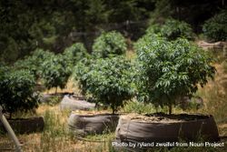 Individual marijuana plants potted outside bYz7d0
