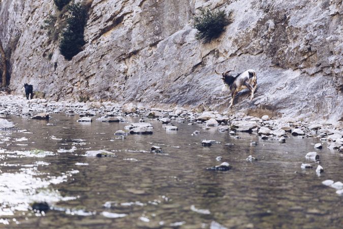 Wild longhorn goat between stones near river