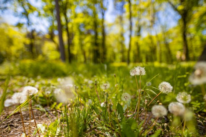 Forest bed with dandelions