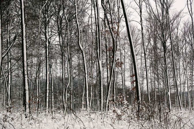 Winter forest with snowy trees