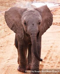 Baby elephant walking on brown sand 43mLj0