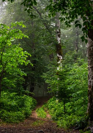 Foggy morning in forest