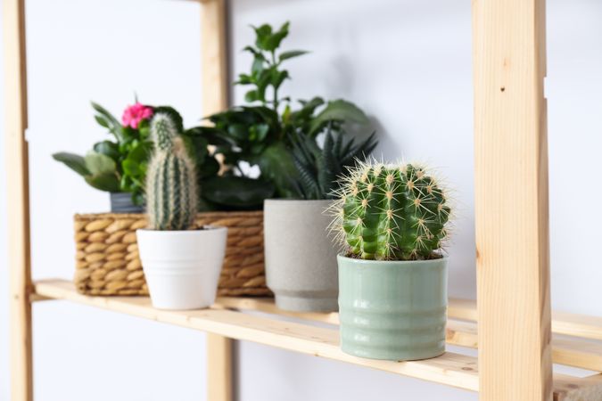 Cozy hobby - growing indoor plants at home