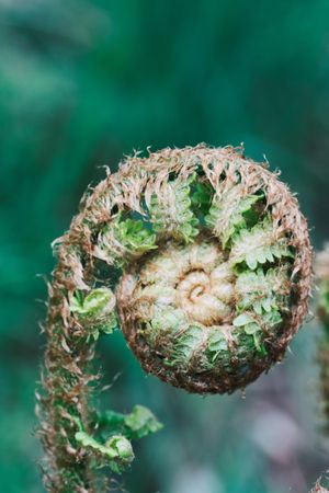 Furled head of fern