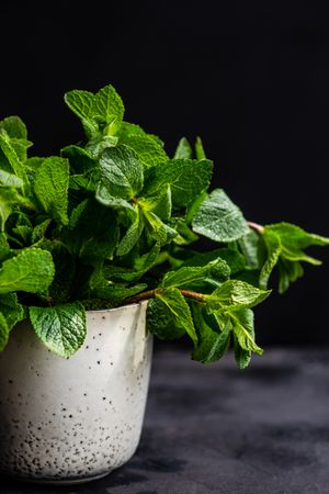 Lush green organic mint leaves in pot