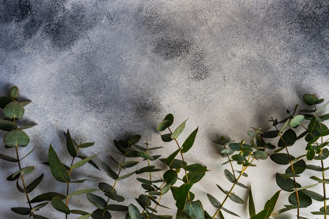 Eucalyptus leaves on grey background