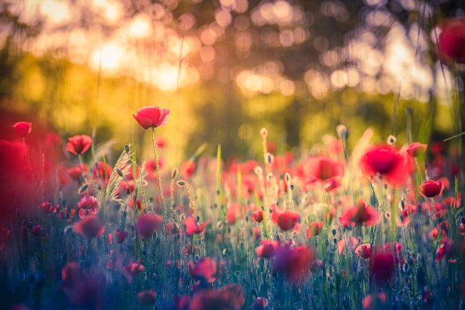 Poppies in a field at dusk