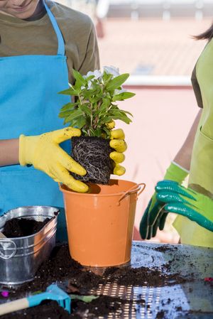 Young man potting a plant