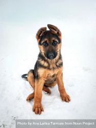 Cute fluffy German Shepard puppy sitting in the snow 5RxEAb