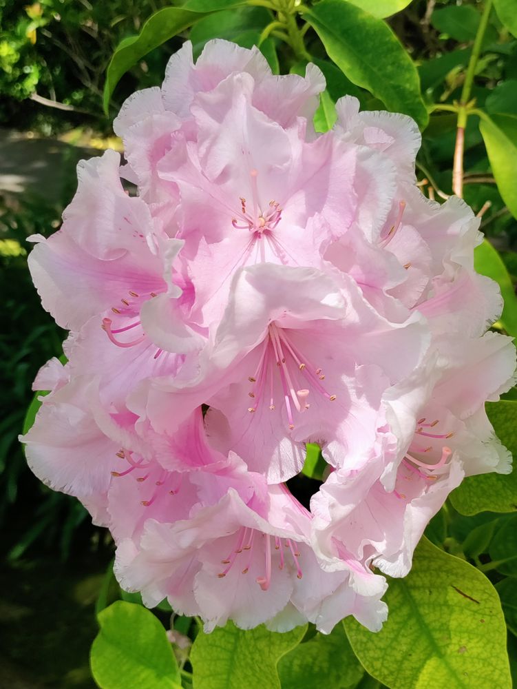 Pink rhododendron in bush