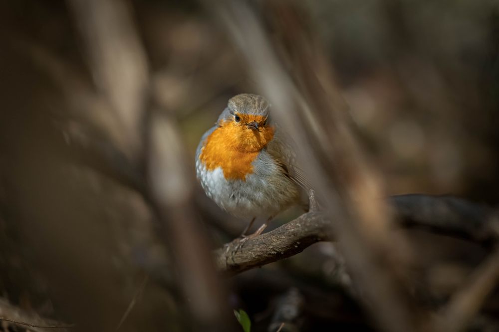 European robin on tree branch