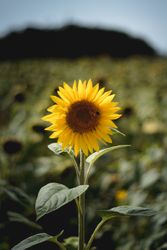 Yellow sunflower in close up