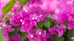 Purple flower with green leaves and pistils
