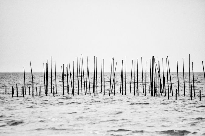 Grayscale photography of sea rods