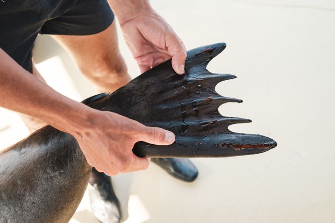 Man checking health of Sea lion