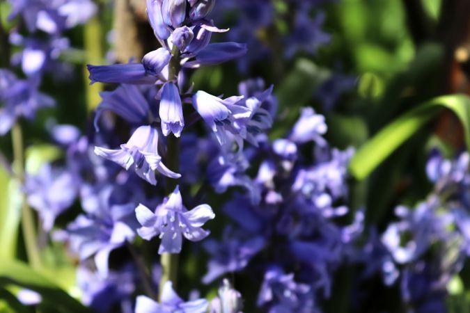 Beautiful flowers in a european garden in different colors