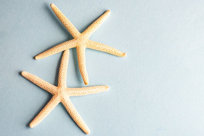 Two sea stars on grey background