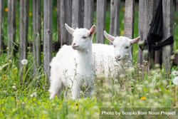 Light goats on green grass field 5z6jk5