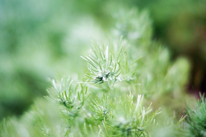 Green spruce plant growing in park