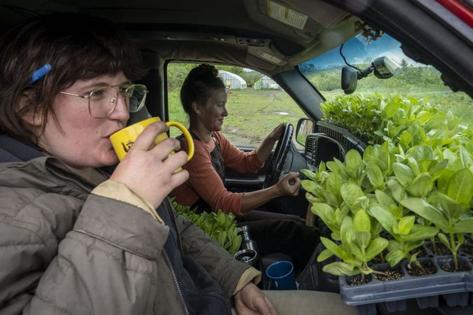 Copake, New York - May 19, 2022: Woman sips from mug in car full of fresh plants on farm