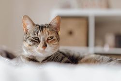 Cat lying on comfortable bed