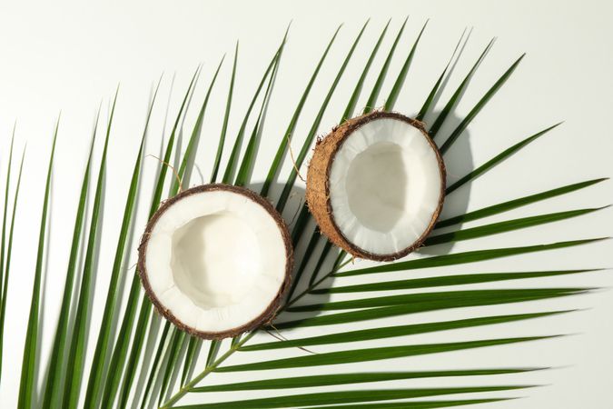 Coconut and palm branch on plain background, top view