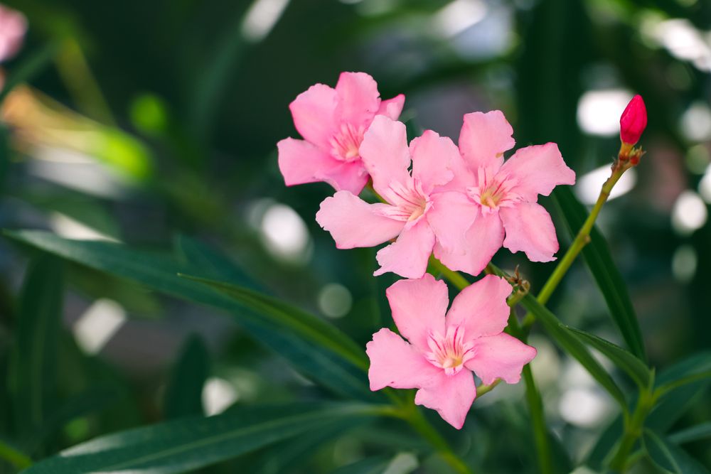 Bright pink tropical flowers blossom