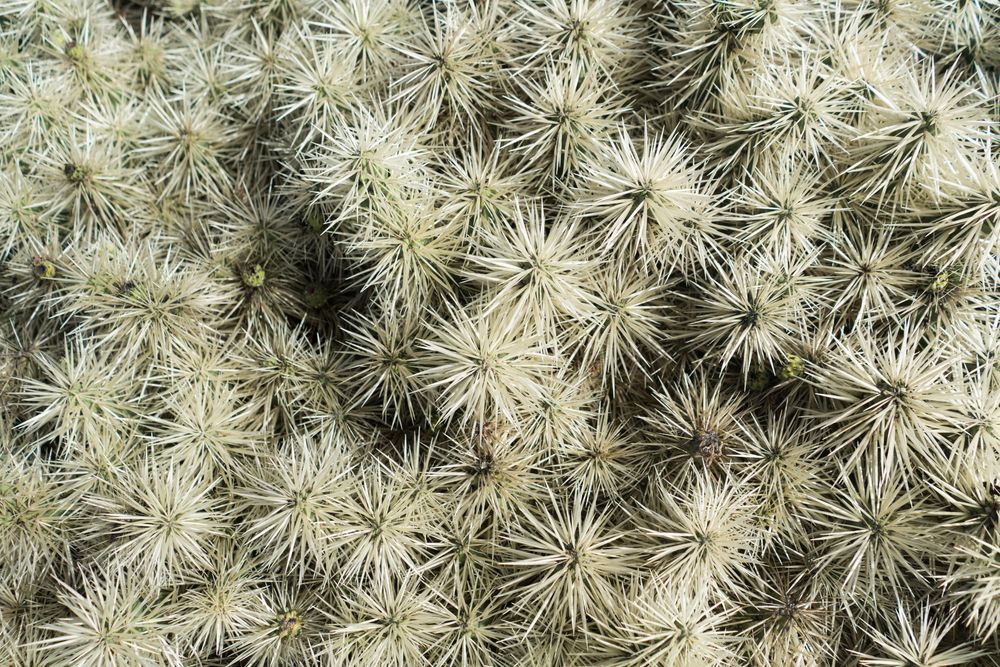 Bunch of prickly cactus