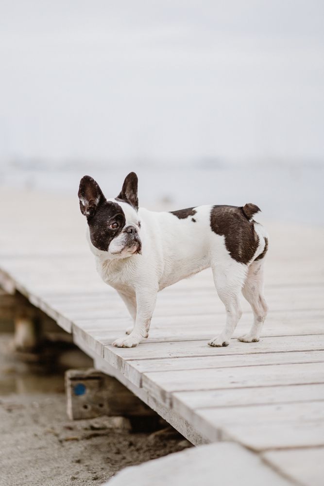 Cute dog on pier near sea