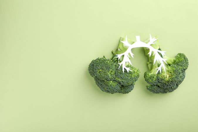 Two stalks of broccoli in lung shape on green background with copy space