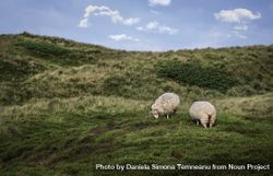 Sheep grazing on dunes bYgjG5