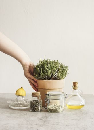 Crop woman hand holding potted thyme in terra-cotta plant pot at grey kitchen table with olive oil, pepper, lemon on citrus press and herbal salt in glass jar